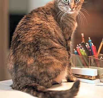Photo of Mabel