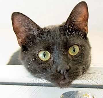 Photo of Pike