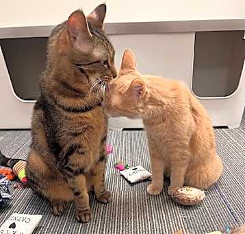 Photo of Milo and Joy Noel bonded pair