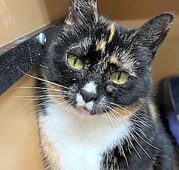 Photo of Callie