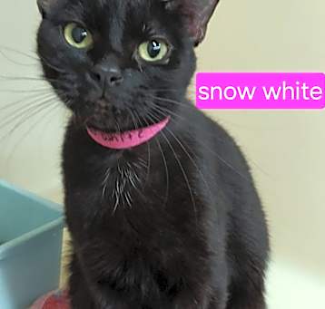 Photo of Snow White