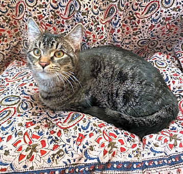 Photo of Mack
