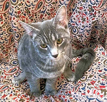 Photo of Silvio