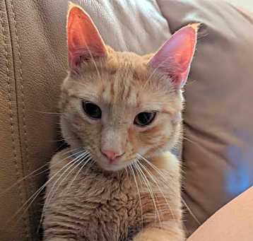 Photo of RIP Special needs FIV +