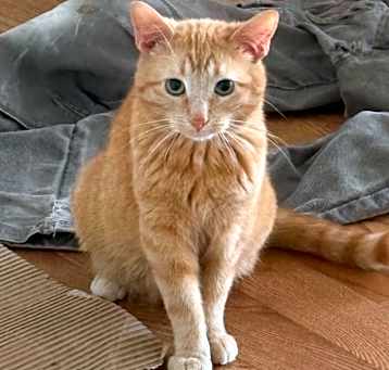 Photo of Comet