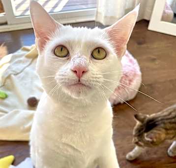 Photo of Willow
