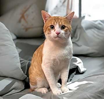 Photo of Henry Jr