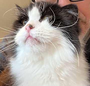 Photo of Harley