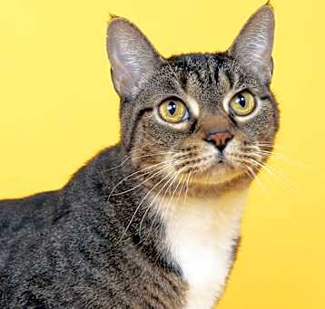 Photo of Hardey