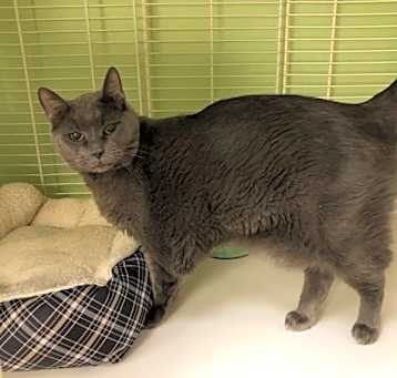 Photo of Smokey