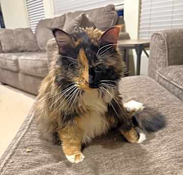 Photo of Mocha