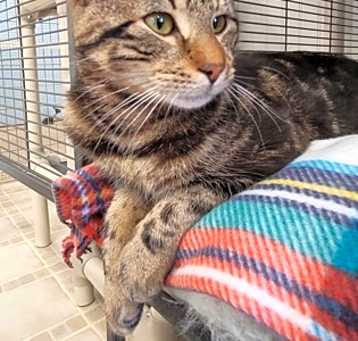 Photo of Puck