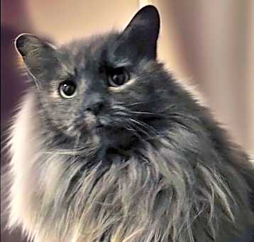 Photo of ANGORA