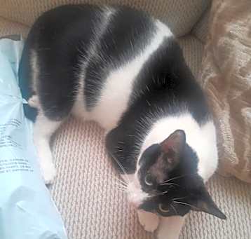 Photo of Oreo
