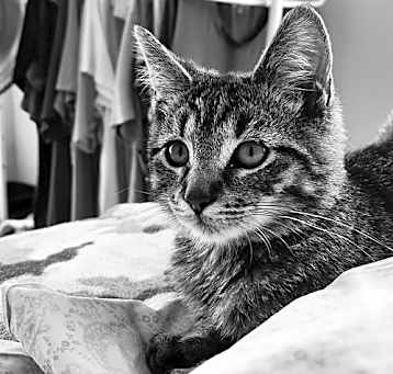 Photo of Tigger