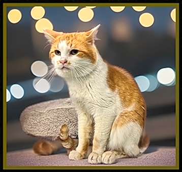 Photo of CREAMSICLE
