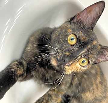 Photo of Puddles