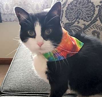 Photo of Miss Kitty