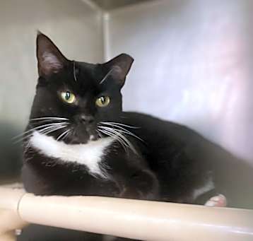 Photo of  Mittens