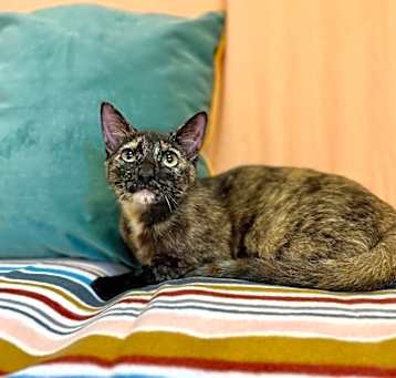 Photo of Tulip Tiptoes