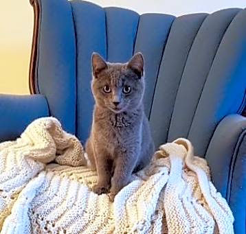Photo of Olive