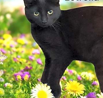 Photo of Estrella