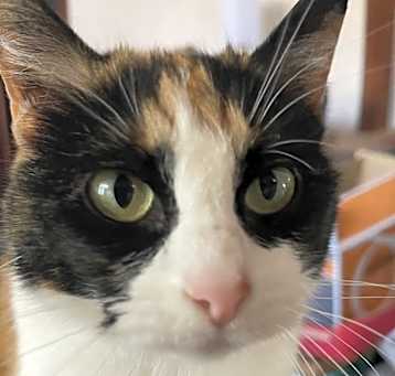 Photo of Callie…aka “Momma”