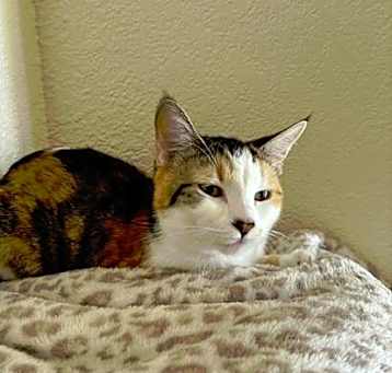 Photo of Kitty