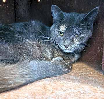Photo of 24-070/Kitty/Grumpy