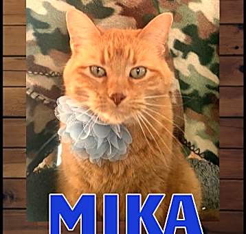 Photo of Mika