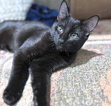 Photo of Frankie