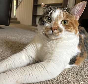 Photo of Moki