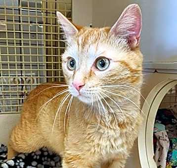 Photo of Tiger