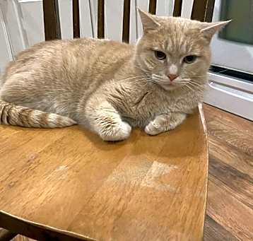 Photo of Tuna