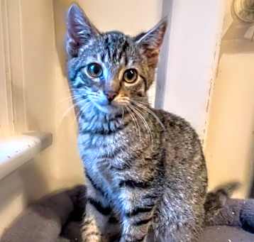 Photo of Merlin