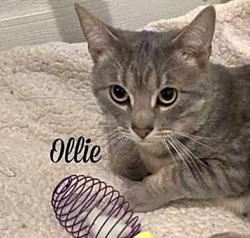 Photo of Ollie