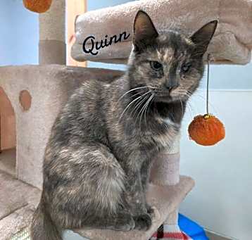 Photo of Quinn
