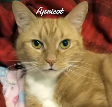 Photo of Apricot