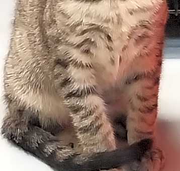 Photo of Kodie