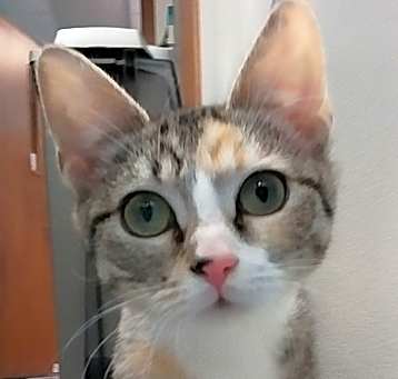 Photo of Sylvie