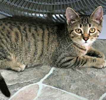 Photo of Chowder