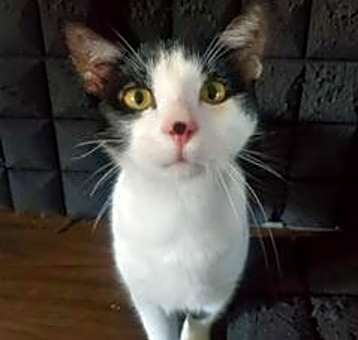 Photo of Spot