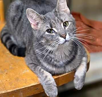 Photo of Serafina