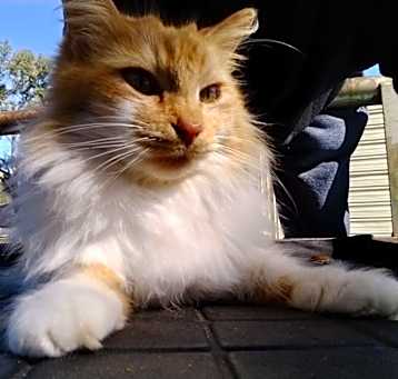 Photo of Leo
