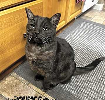 Photo of Smokey