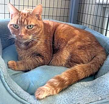 Photo of Taz