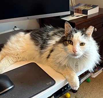Photo of Alphonse: DLH (FCID# 02/20/2025 - 26)