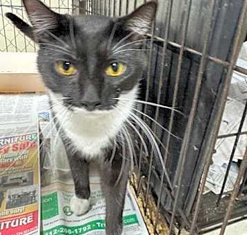 Photo of Brunhilde