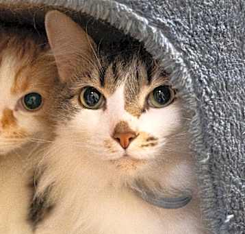 Photo of Frey  **Bonded with Apollo