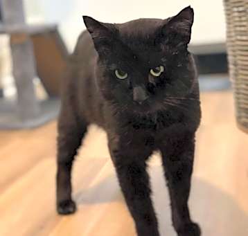 Photo of Stumpy